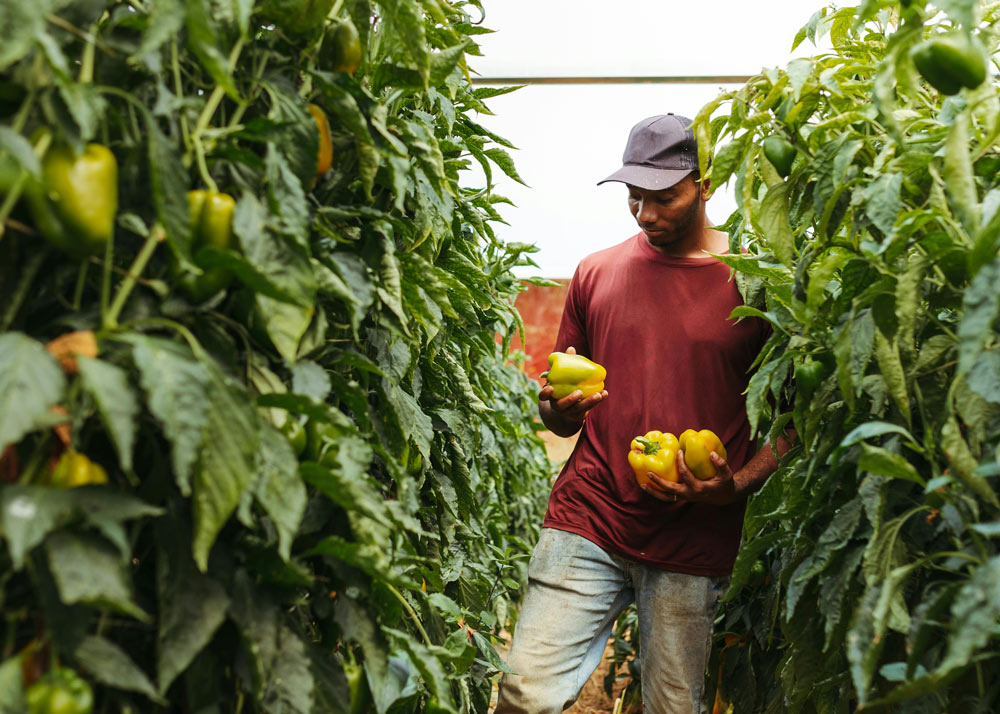 Valletek es una empresa de insumos agrícolas para las Islas Canarias