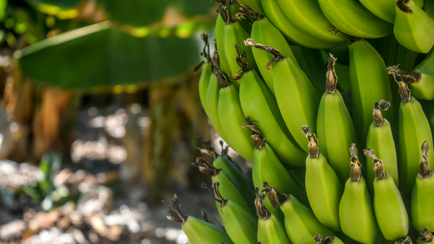 abono para platano