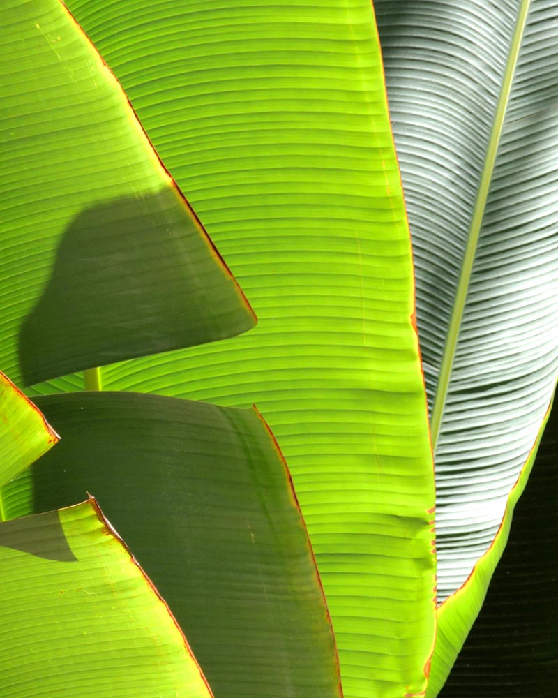 valletek-insumos-agricolas-islas-canarias-hoja-platano-001