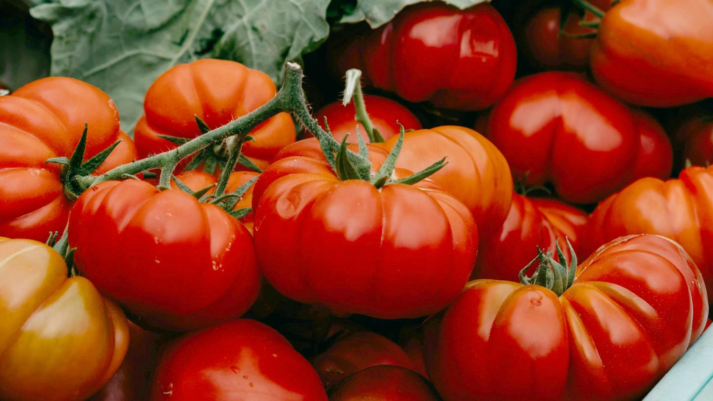 abonos ecologicos para tomates